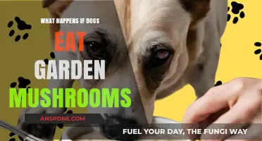 Dogs and Garden Mushrooms: Potential Dangers and What to Do