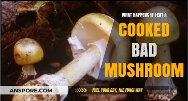 Dangers of Eating Cooked Bad Mushrooms: Symptoms, Risks, and Prevention