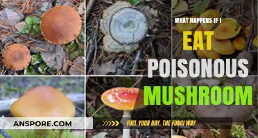 Eating Poisonous Mushrooms: Symptoms, Risks, and Emergency Actions Explained