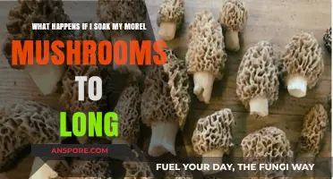 Over-Soaking Morel Mushrooms: Risks and How to Avoid Ruining Them
