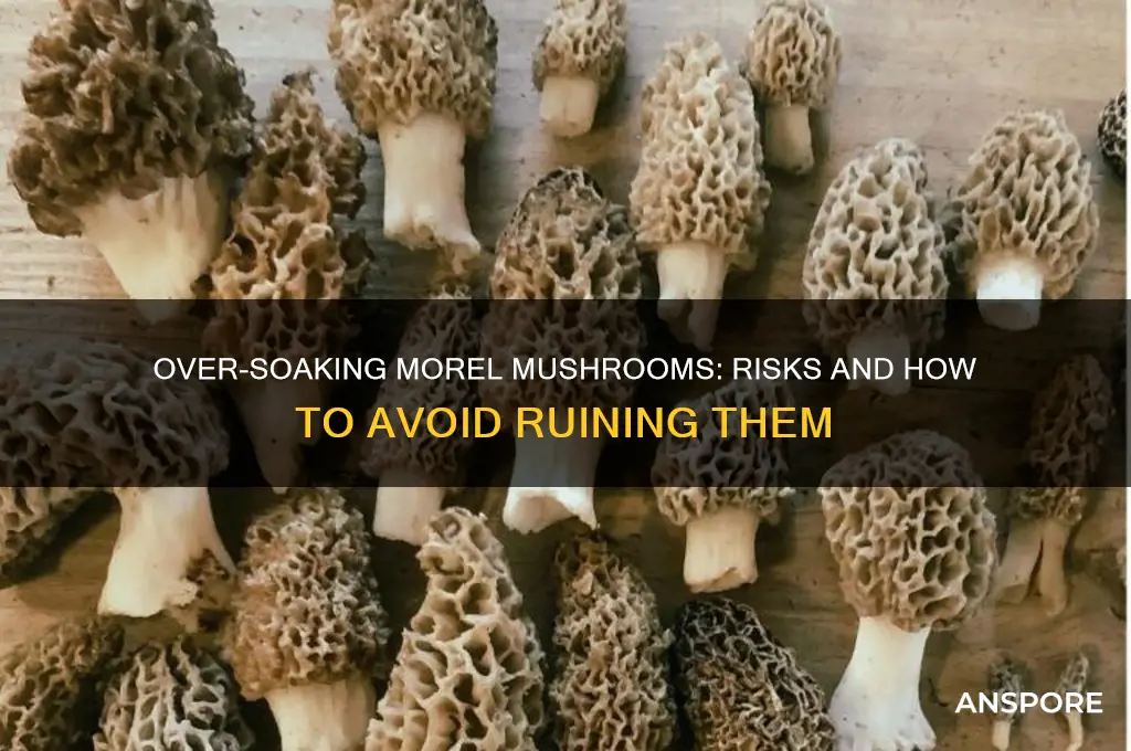 what happens if i soak my morel mushrooms to long