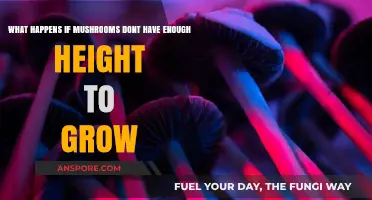 Stunted Spores: How Insufficient Height Impacts Mushroom Growth and Yield