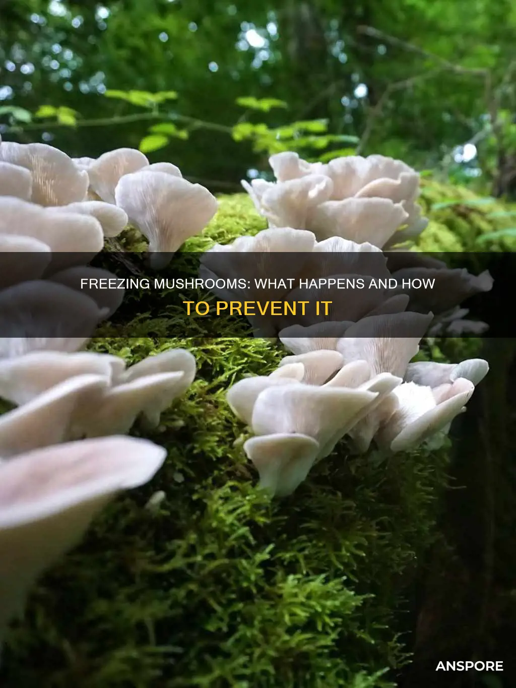 what happens if mushrooms freeze