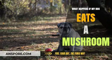 Dog Ate a Mushroom? What to Do and Potential Risks