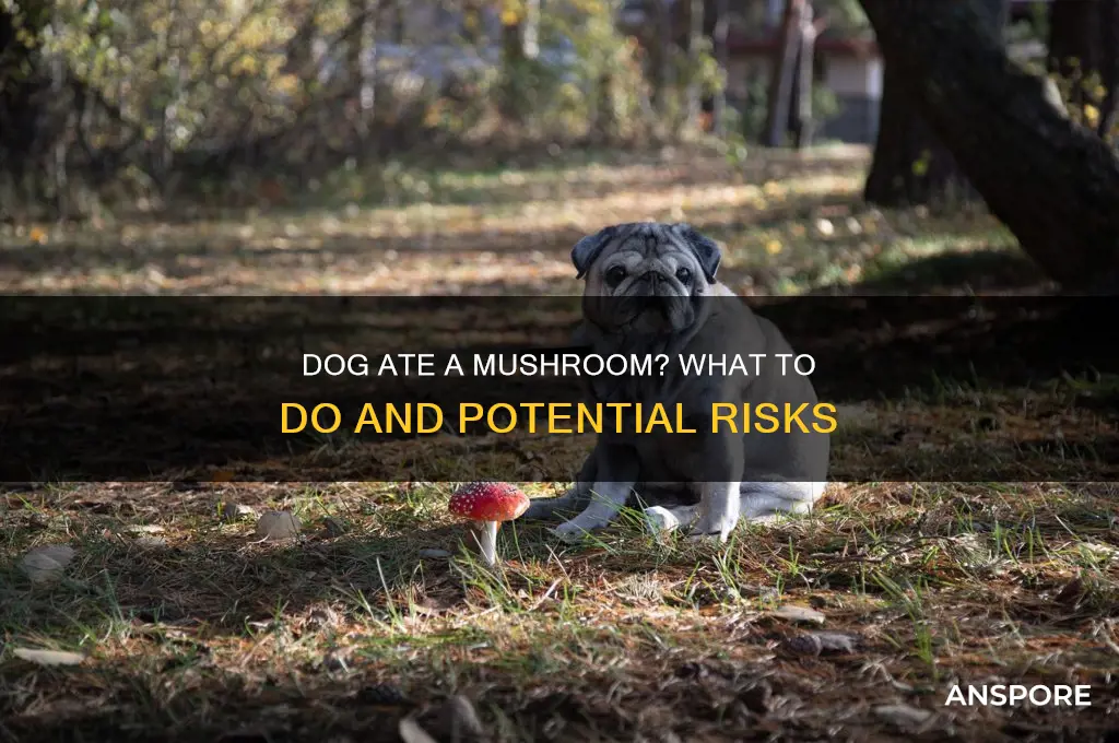 what happens if my dog eats a mushroom