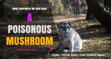Dog Licks Poisonous Mushroom: Symptoms, Risks, and Immediate Actions