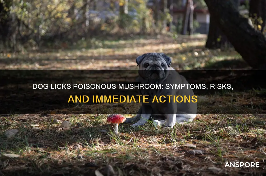 what happens if my dog licks a poisonous mushroom