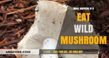 Wild Mushroom Risks: Potential Dangers of Eating Unidentified Fungi