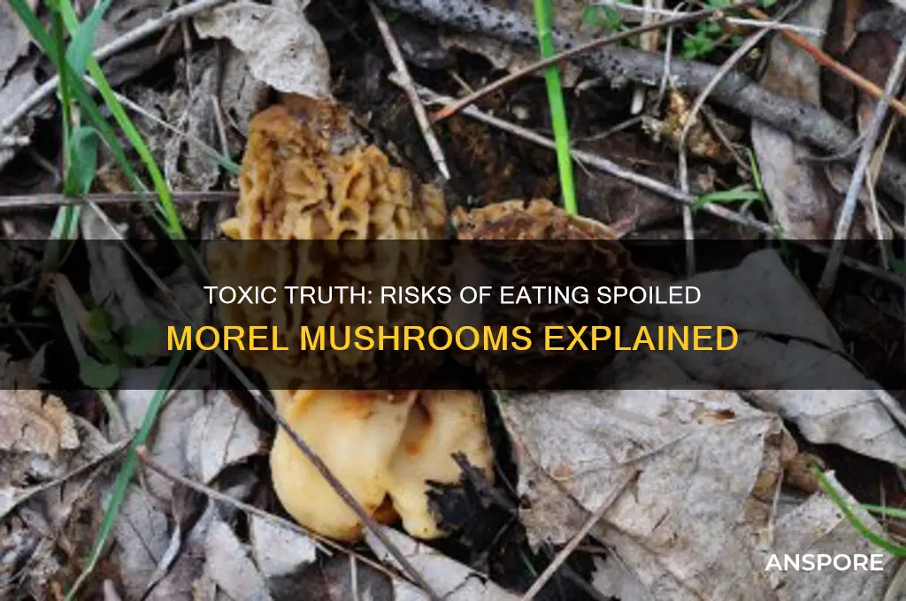 what happens if you eat a bad morel mushroom