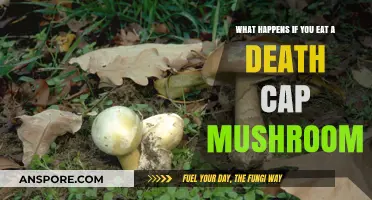 Deadly Consequences: Eating a Death Cap Mushroom Can Be Fatal