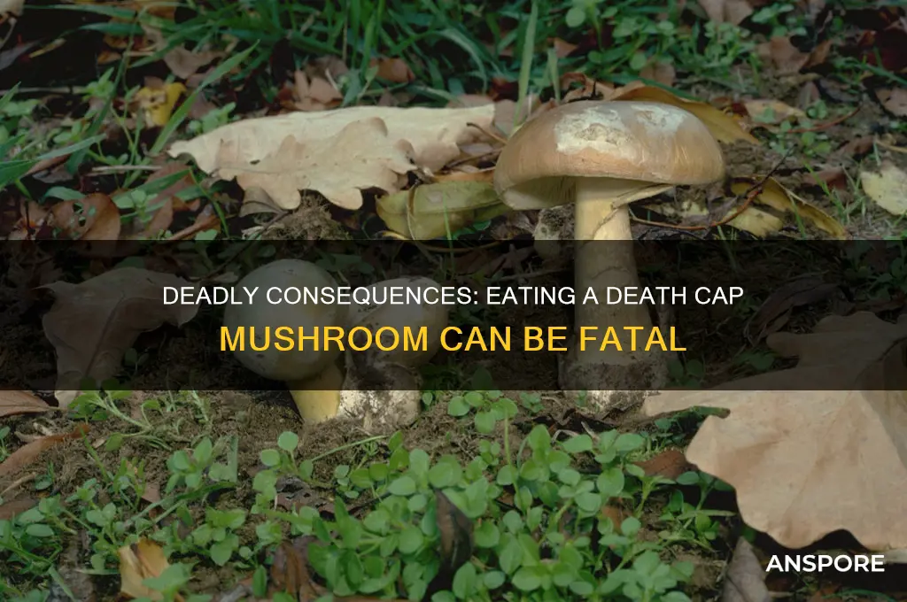 what happens if you eat a death cap mushroom
