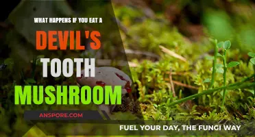 Eating Devil's Tooth Mushroom: Risks, Symptoms, and What to Do