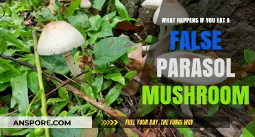 False Parasol Mushroom: Risks, Symptoms, and Emergency Steps After Ingestion