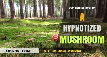Hypnotized Mushrooms: Unveiling the Mind-Bending Effects of Enchanted Fungi