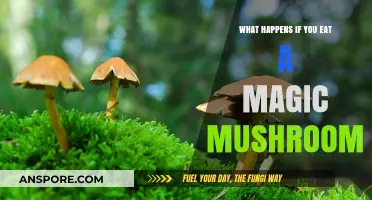 Exploring the Effects of Consuming Magic Mushrooms: Risks and Realities