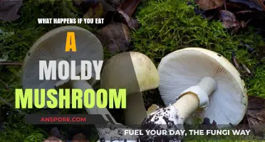 Eating Moldy Mushrooms: Risks, Symptoms, and When to Seek Help