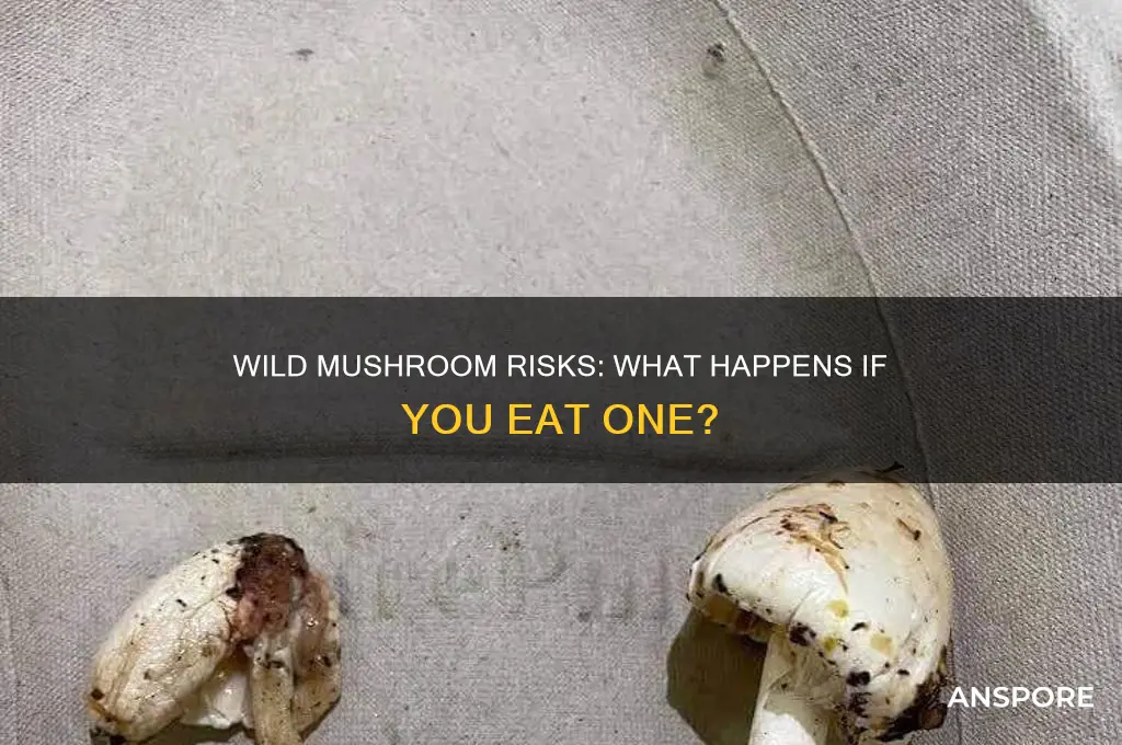what happens if you eat a mushroom from outside
