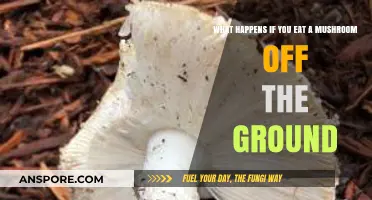 Eating Wild Mushrooms: Risks, Dangers, and Potential Consequences Explained