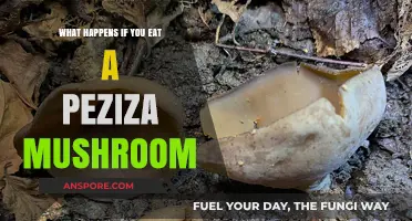 Peziza Mushroom: Risks, Symptoms, and What to Do If Ingested