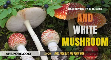 Red and White Mushrooms: Risks, Symptoms, and Emergency Actions