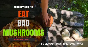 Toxic Mushroom Risks: Symptoms, Dangers, and What to Do After Ingestion