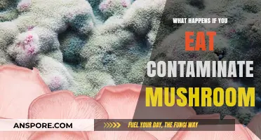 Toxic Truth: The Dangers of Eating Contaminated Mushrooms Revealed