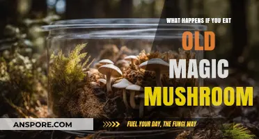 Expired Magic Mushrooms: Risks, Effects, and What to Expect