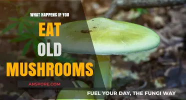 Risks of Consuming Old Mushrooms: Symptoms, Safety, and Prevention Tips