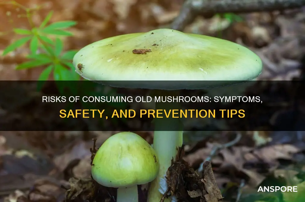what happens if you eat old mushrooms