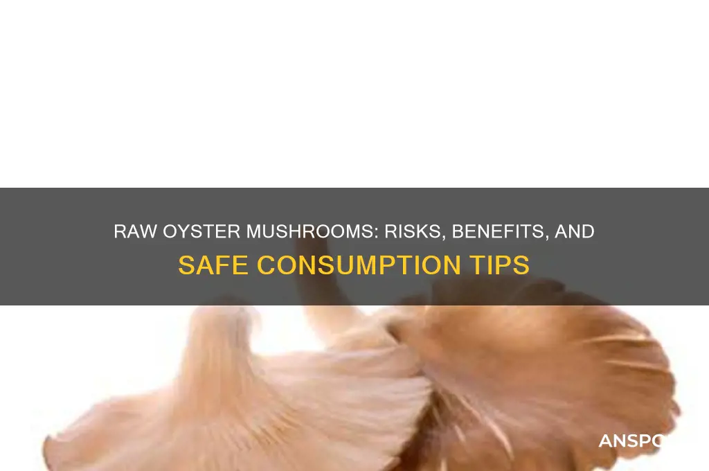 what happens if you eat raw oyster mushrooms