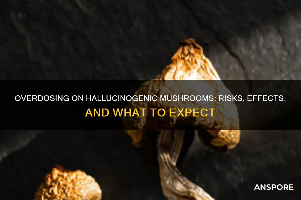 what happens if you eat too many hallucinogenic mushrooms