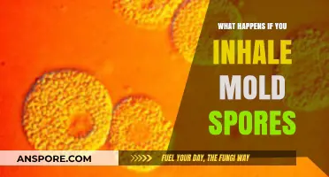 Inhaling Mold Spores: Health Risks, Symptoms, and Prevention Tips