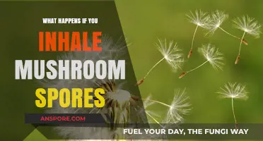 Inhaling Mushroom Spores: Risks, Effects, and What You Need to Know