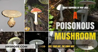 Licking Poisonous Mushrooms: Risks, Symptoms, and Immediate Actions Explained