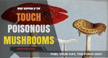 Touching Poisonous Mushrooms: Risks, Symptoms, and Immediate Actions to Take