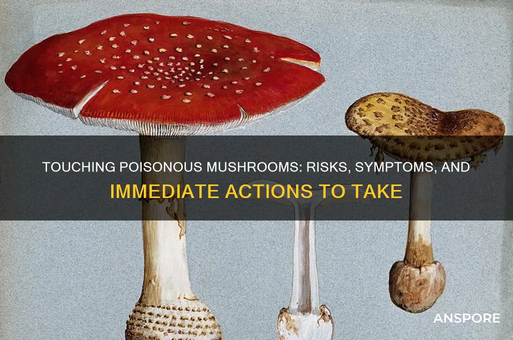 what happens if you touch poisonous mushrooms