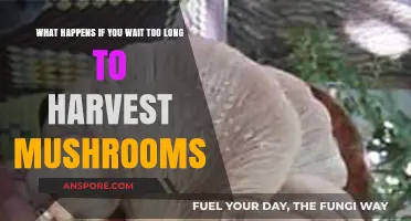 Overripe Mushrooms: Risks of Delaying Your Harvest Too Long