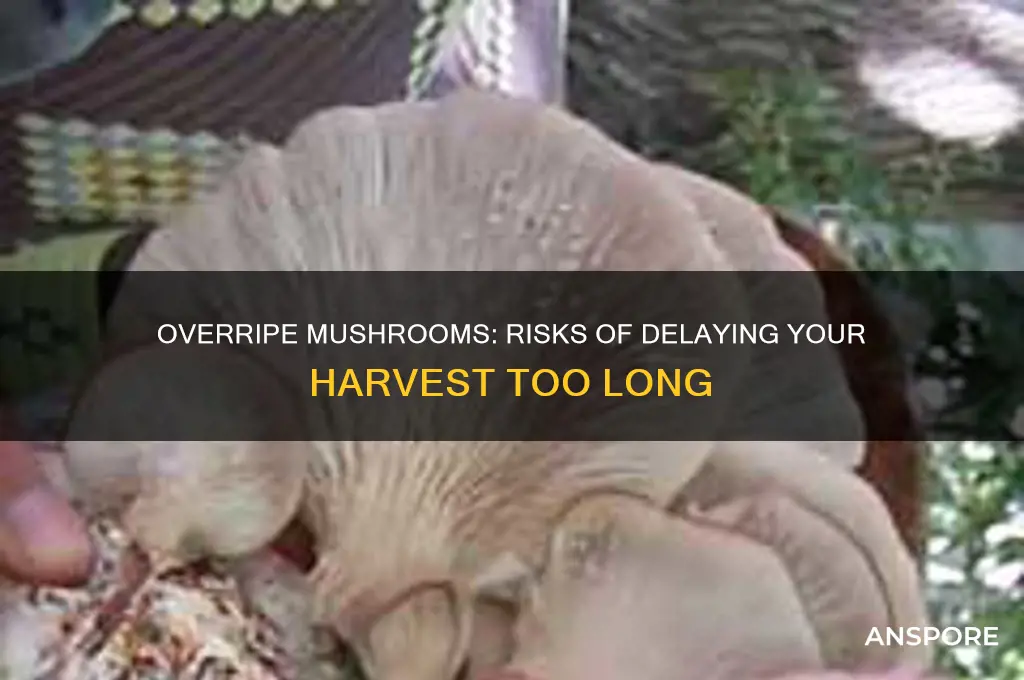 what happens if you wait too long to harvest mushrooms