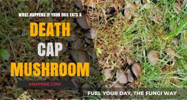 Dog Eats Death Cap Mushroom: Symptoms, Treatment, and Prevention Tips