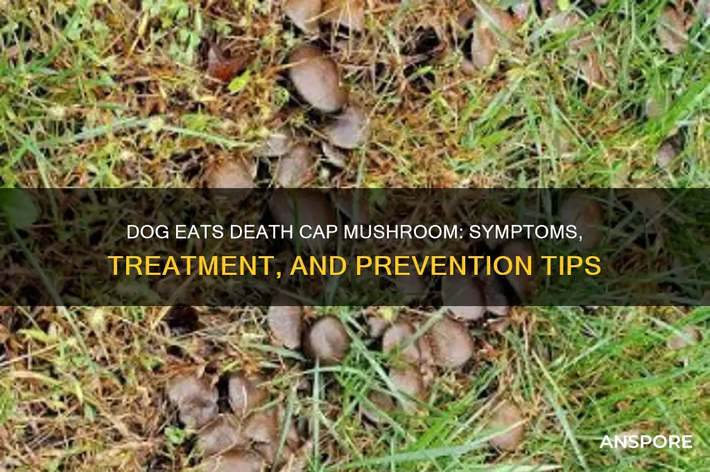 what happens if your dog eats a death cap mushroom