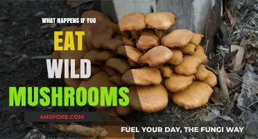 Eating Wild Mushrooms: Risks, Symptoms, and When to Seek Help