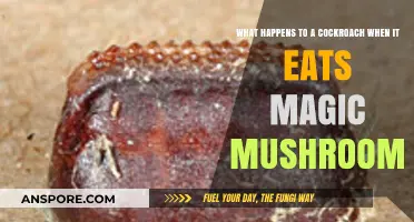 Magic Mushrooms and Cockroaches: Unraveling the Psychedelic Effects on Insects