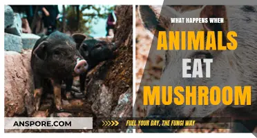 Mushroom Munching: Unveiling Effects on Animals After Consumption