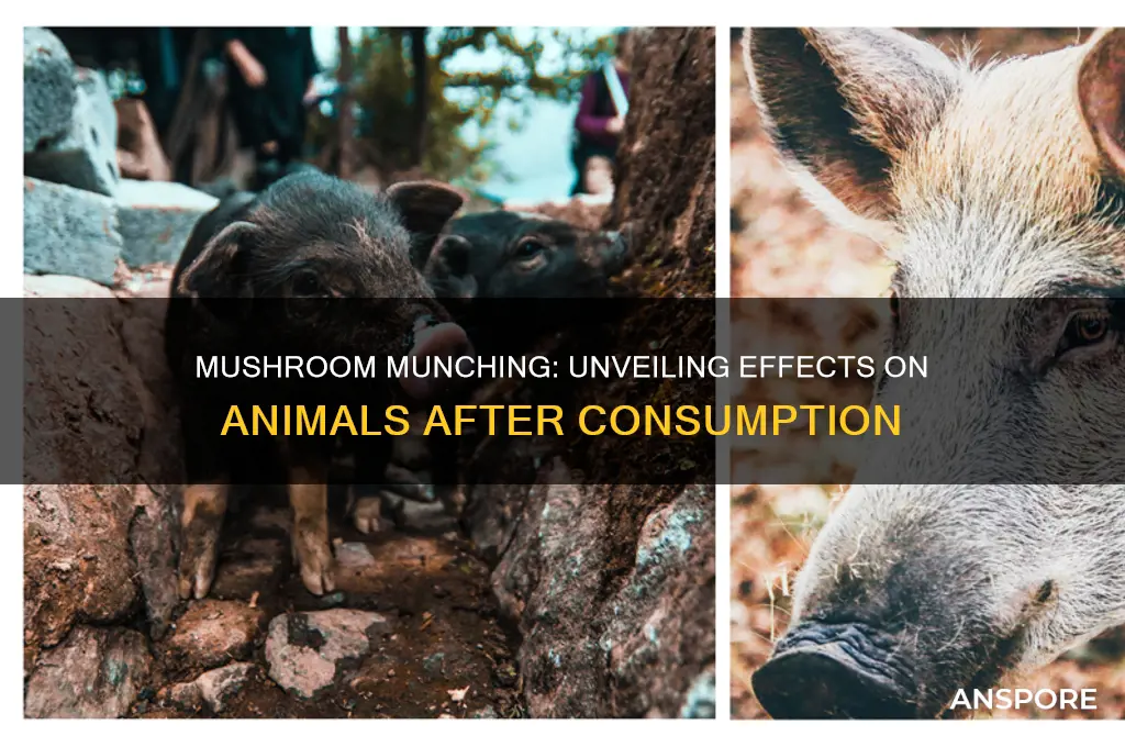 what happens when animals eat mushrooms