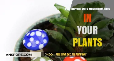 Mushrooms in Your Plants: Causes, Effects, and How to Manage Them