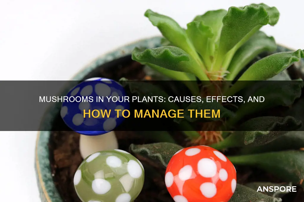what happens when mushrooms grow in your plants