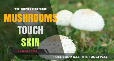 Poisonous Mushroom Skin Contact: Risks, Symptoms, and Immediate Actions