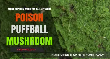 Pigskin Poison Puffball: Deadly Consequences of Eating This Toxic Mushroom