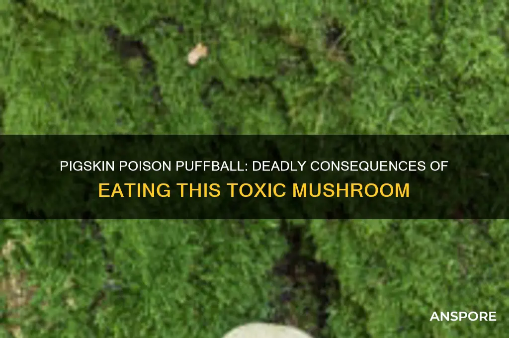 what happens when you eat a pigskin poison puffball mushroom