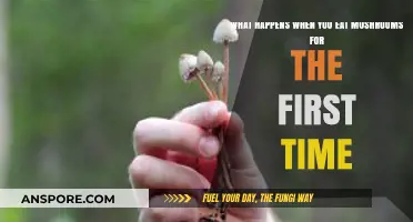 First-Time Mushroom Experience: Effects, Benefits, and What to Expect